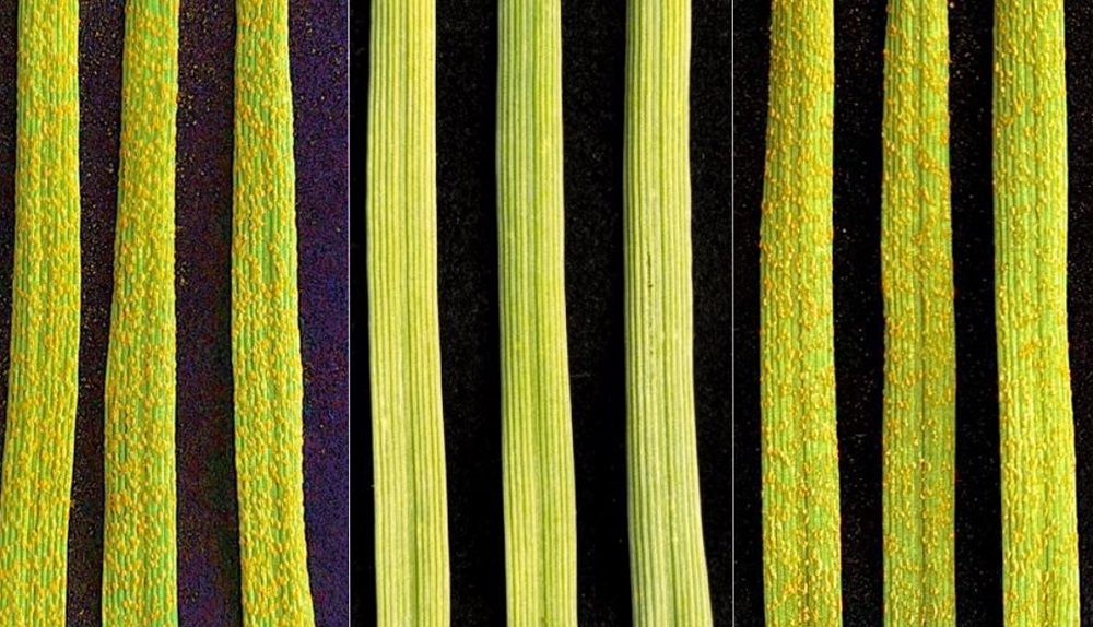 Leaf samples from three winter wheat varieties with different resistance to yellow rust